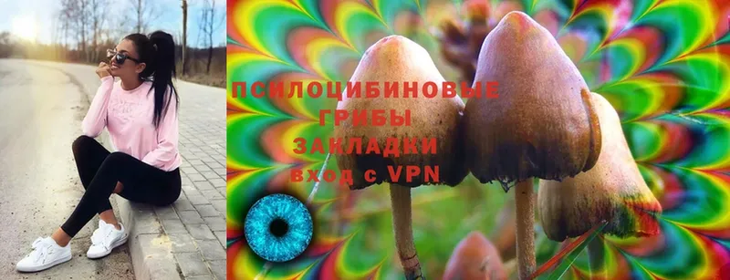 цена   Горбатов  Галлюциногенные грибы Psilocybe 